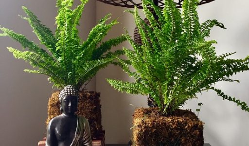 Foto de dos Helechos en Kokedama rodeando una pequeña estatua de Buddha