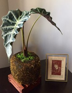 Foto de la exótica Alocasia Amazónica en Kokedama