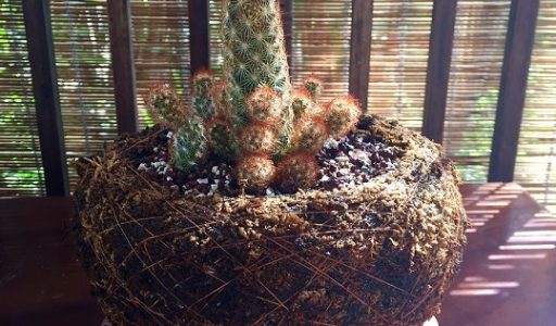 Picture of Lady Fingers Cactus in Kokedama