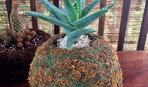 Foto de una aloe de hoja corta en Kokedama, al fondo un cactus lady fingers