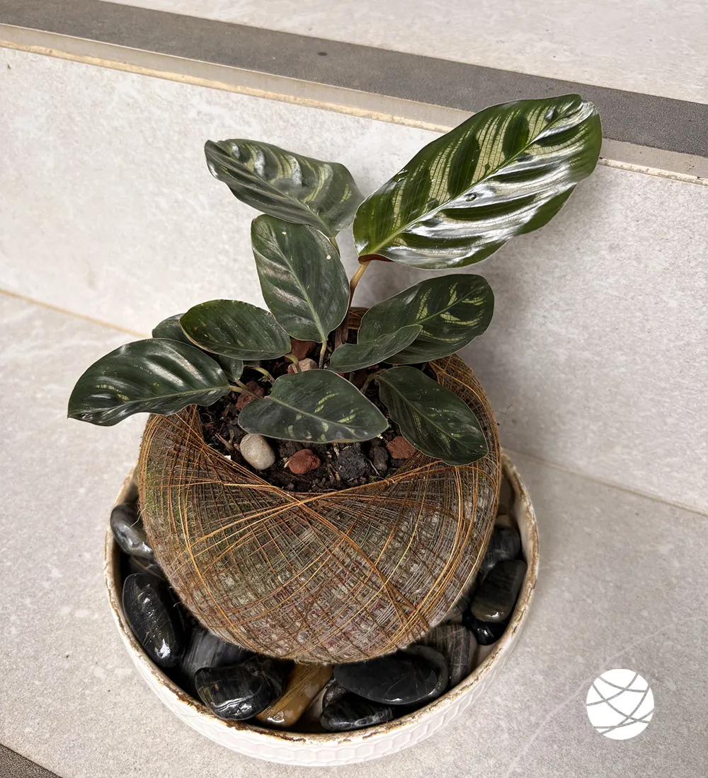 Calathea Makoyana