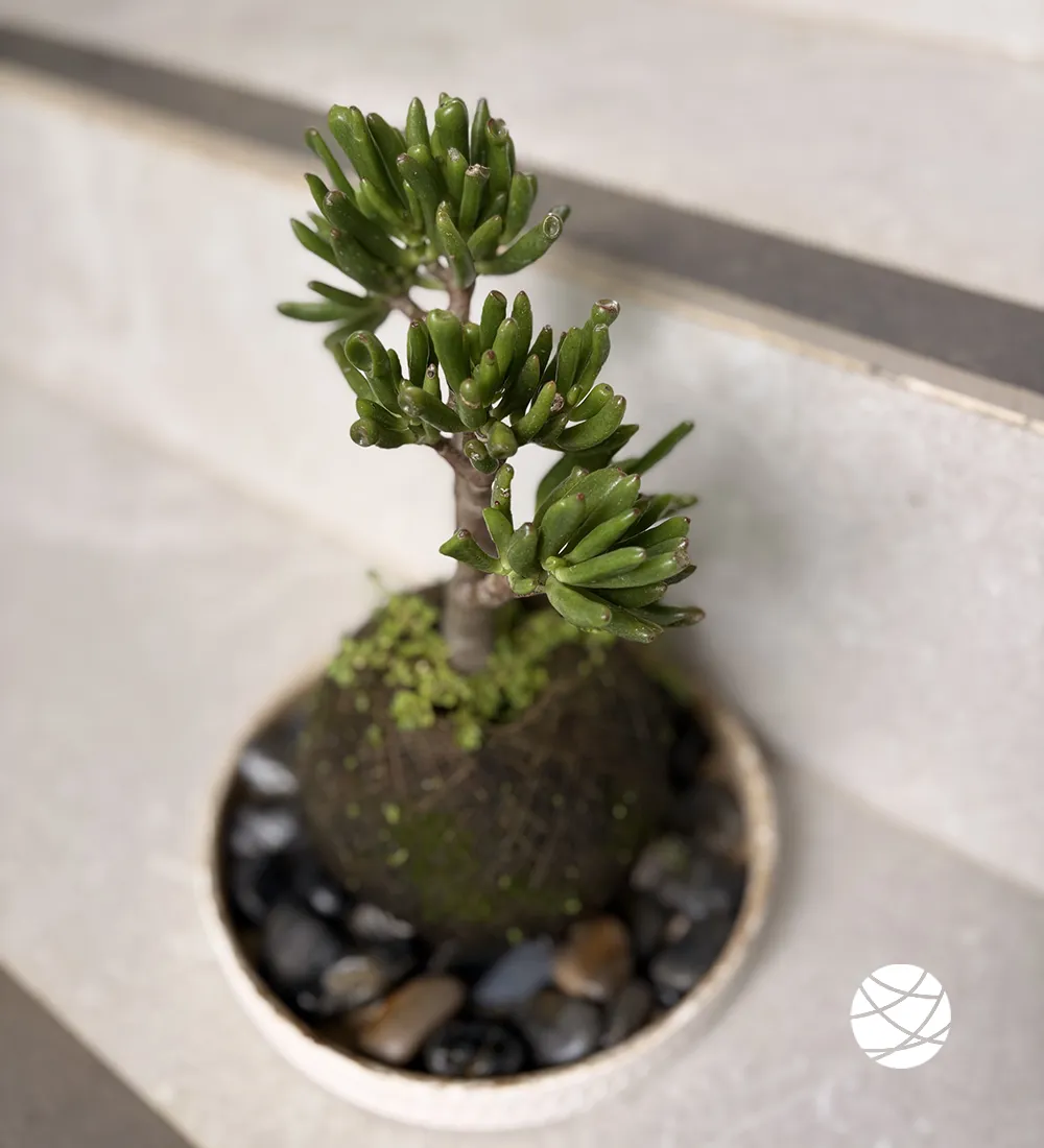 Kokedama Oreja de Shrek