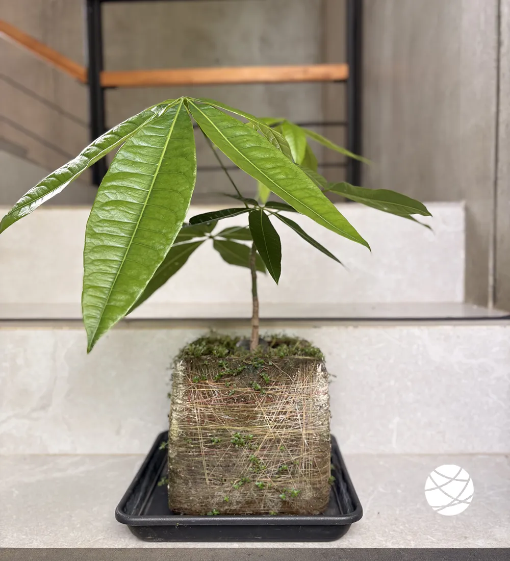 Planta arbol del dinero