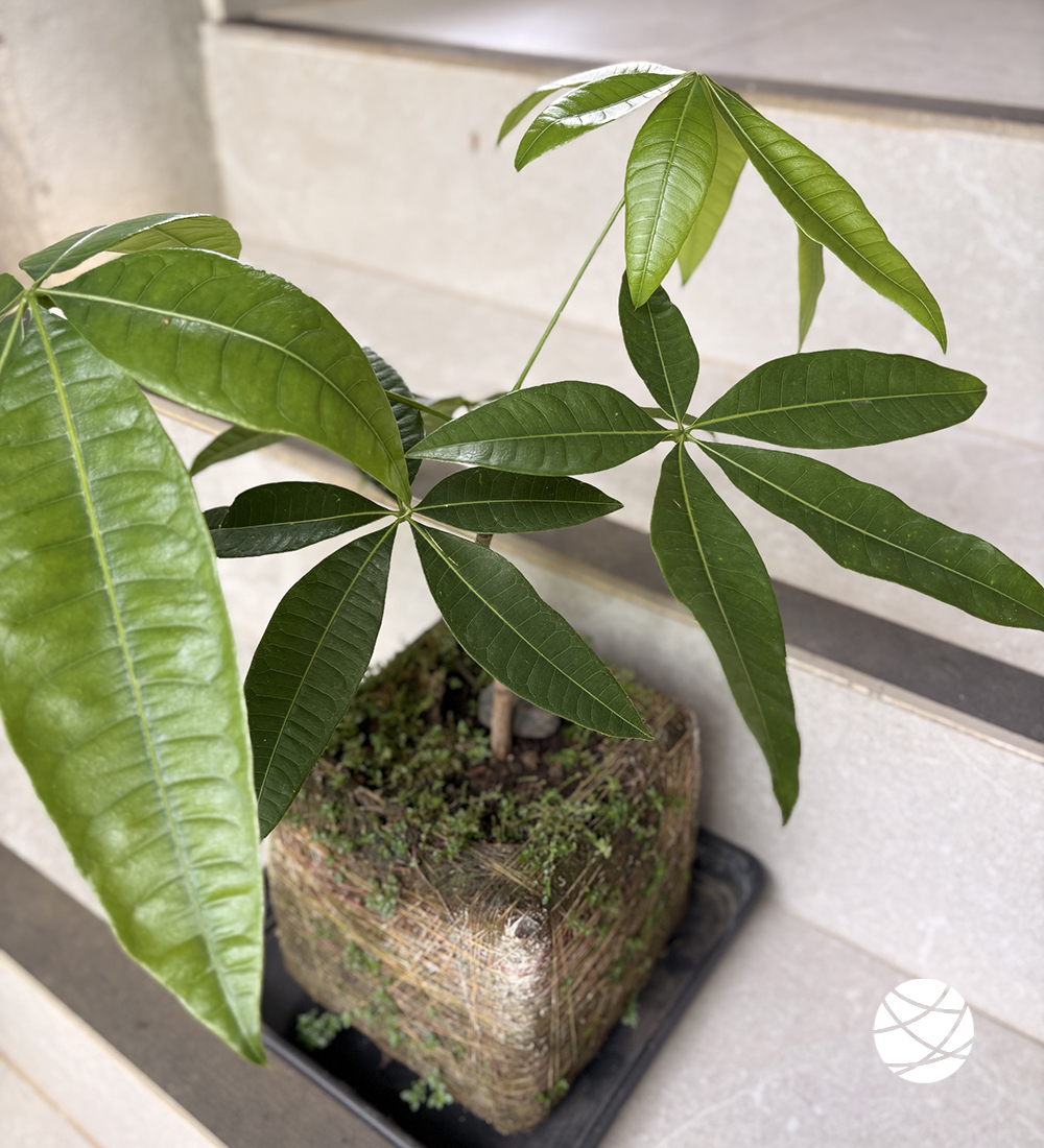 Planta de Jade