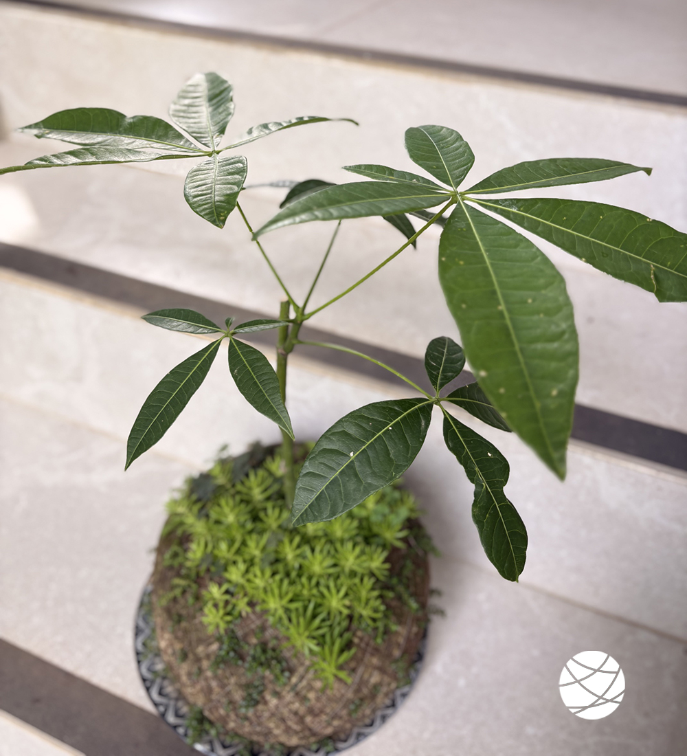 Arbol del Dinero en Kokedama