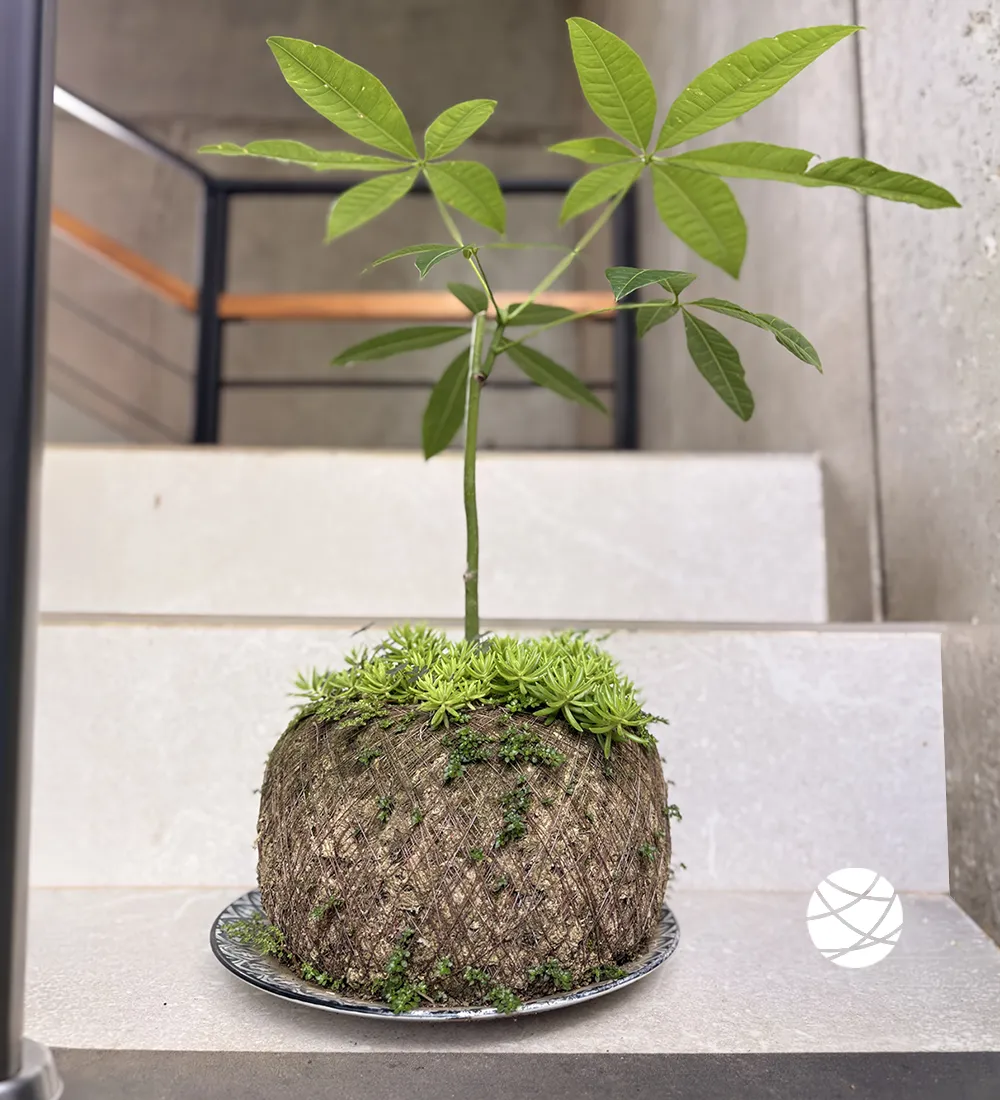 Arbol del Dinero