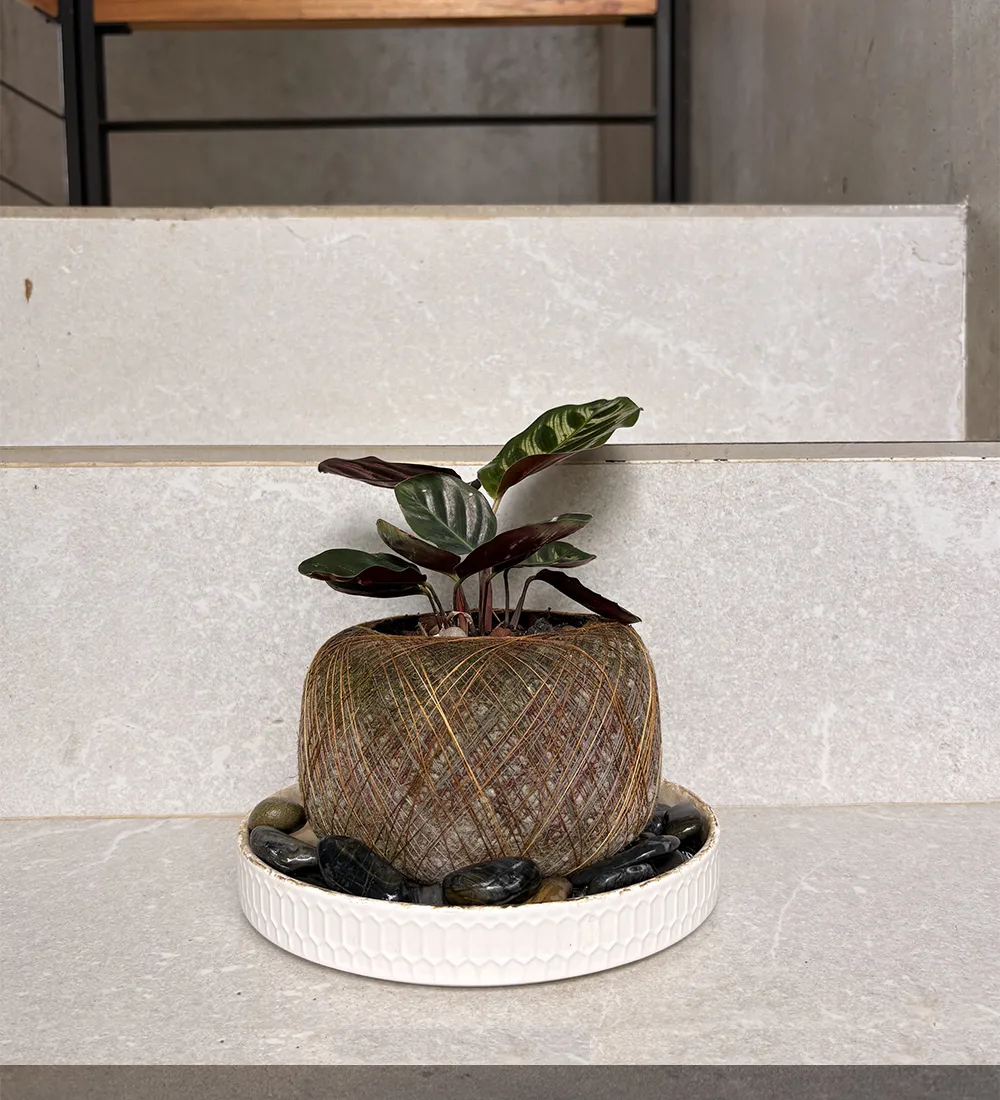 Planta Calatea Pavo Real