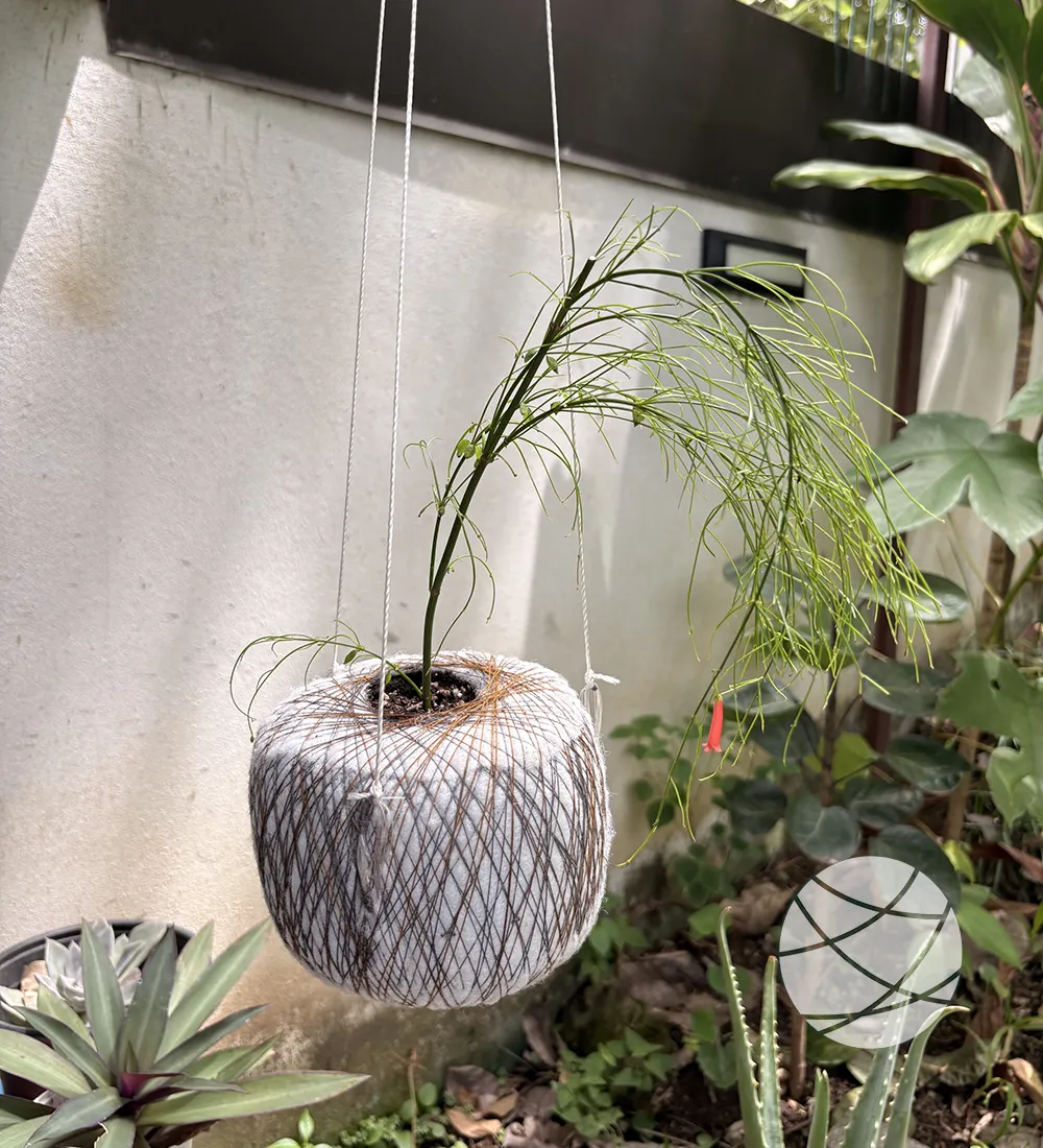 Planta lluvia de coral