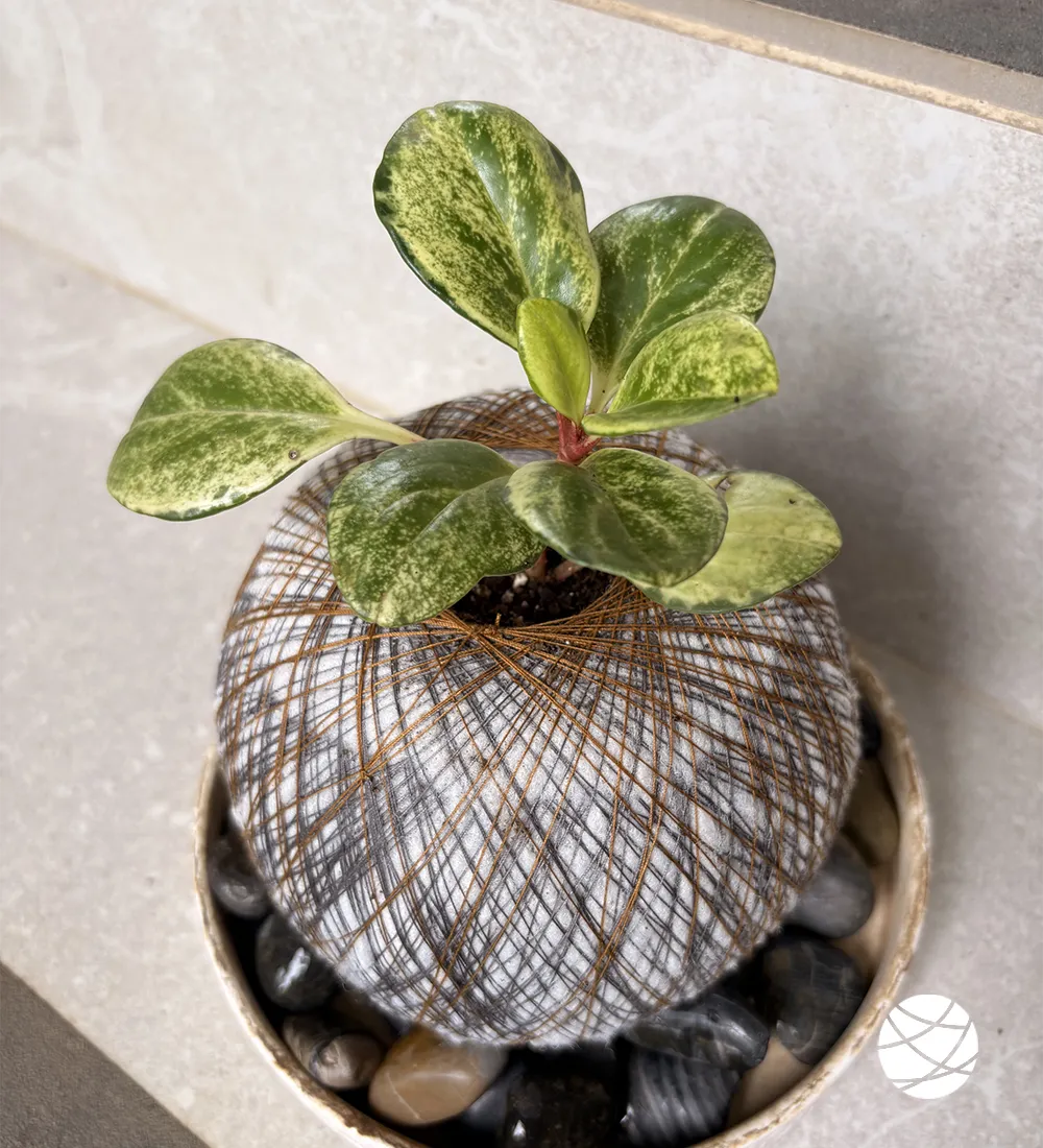Planta peperomia variegada