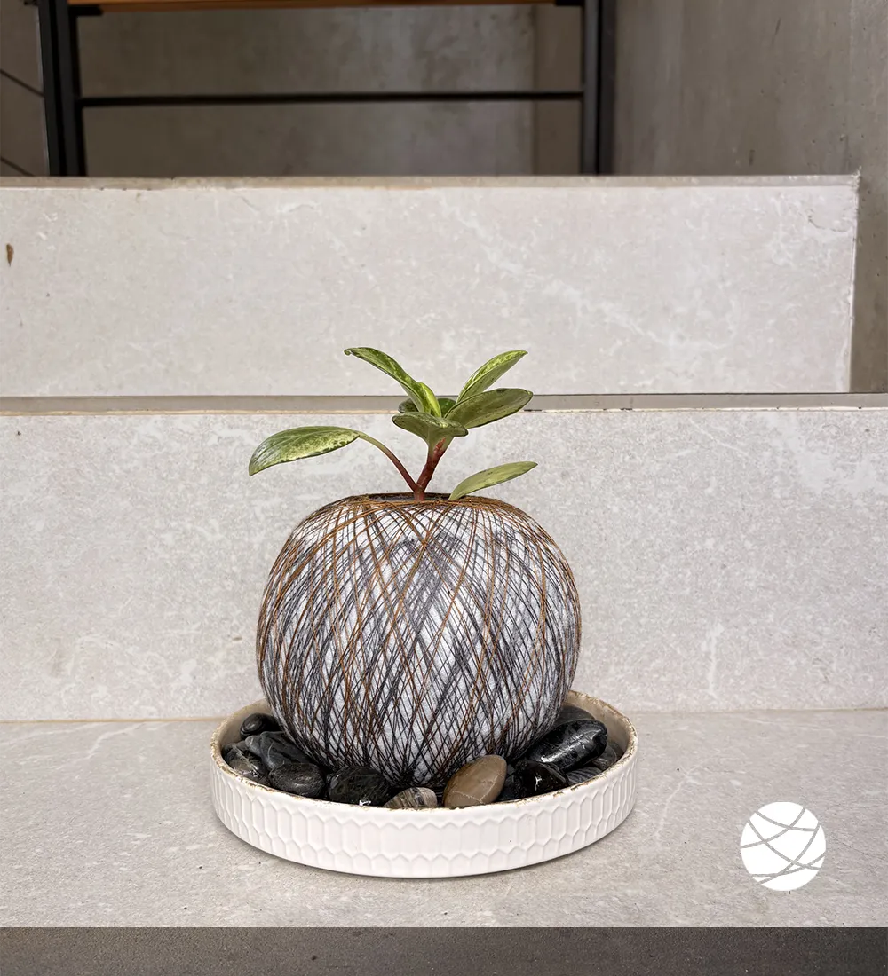 Peperomia hojas amarillo-verde